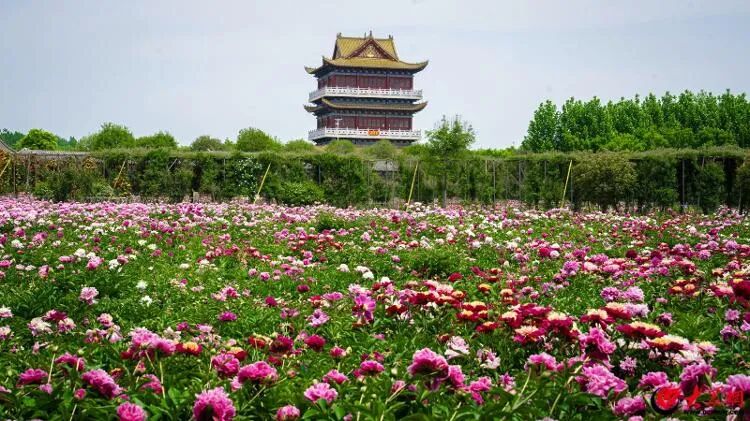 圖片